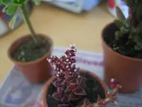 DSCN1294.webp