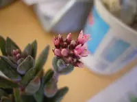 DSCN1296.webp