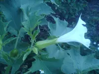 Blüte.webp