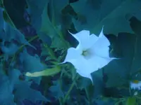 Blüte2.webp