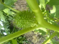 Frucht.webp