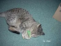 DSCN1379.webp