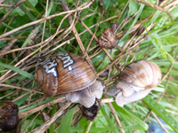 P1180610.webp