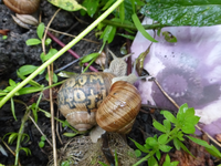 P1180615.webp