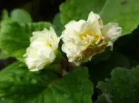 P1180111.webp