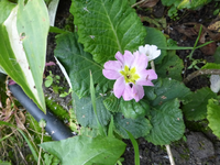 P1170309.webp