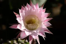 echi 1 18.8.+++.webp