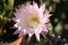 echi 18.8..webp