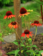 Echi_Cheyenne Spirit_gelb_orange_abblühend_withering_500.webp