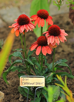 Echi_Cheyenne Spirit_rot_orange_abblühend_withering_500.webp