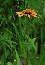 Echi_Oralnge_Marmelade_einzeln_orange_grün_500.webp