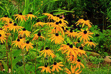 Echi_Sonnenhut_gelb_640.webp