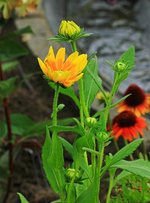 Rudbeckie_Prairie_Sun_gelb_500.webp