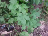 20140818_192950.webp