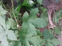 20140818_193000.webp