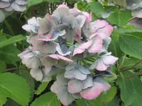 179.webp