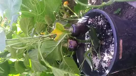 IMG-20140816-WA0023.webp