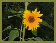008.webp