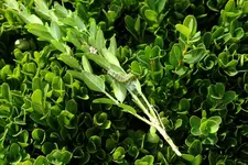 Buchsbaumzünsler Raupe 17.8..webp