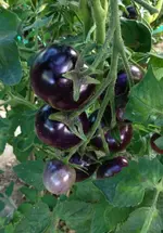 Blue Cherry 2.webp