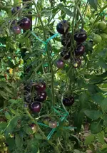 BlueCherry1.webp