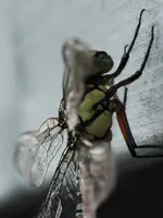 Libelle 140820_alien.webp