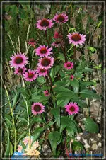 comp_DSC02179.webp