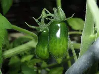 cherrytomate-karins-schokozipfel-pfl2-unreif.webp