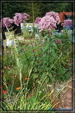 comp_DSC02180.webp