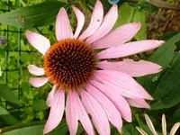 Echinacea_Blüte.webp