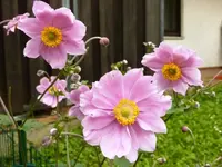 Herbstanemone.webp