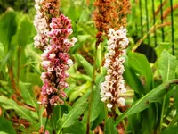 Scheckenknöterich_08.webp