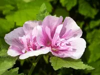 Stockrose.webp