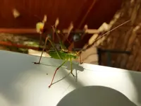 Grashüpfer.webp