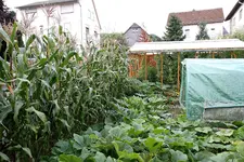 Tomatenhaus IMG_4360.webp