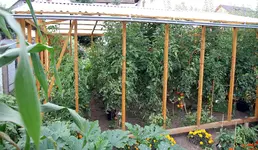 Tomatenhaus IMG_4366.webp