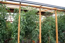 Tomatenhaus IMG_4369.webp