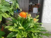 Pflanze Nachbarn.webp