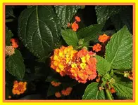 002.webp