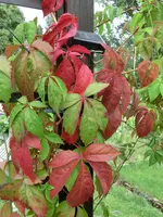CIMG8458.webp
