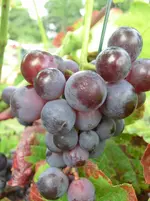 CIMG8457.webp