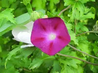 CIMG8456.webp