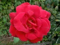 CIMG8459.webp