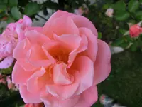 CIMG8464.webp