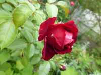 P1180934.webp