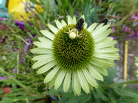 P1180874.webp