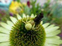P1180871.webp