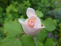 P1180891.webp