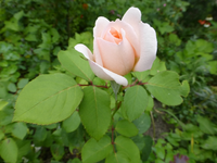 P1180933.webp