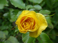 P1180851.webp